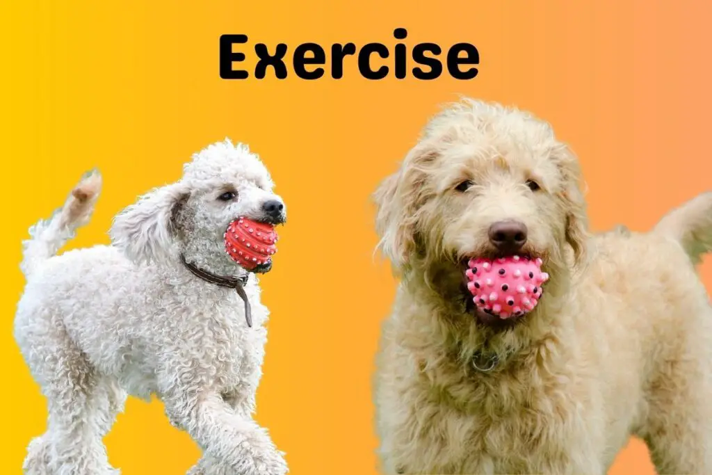 Poodle Vs Labradoodle 8 Key Differences