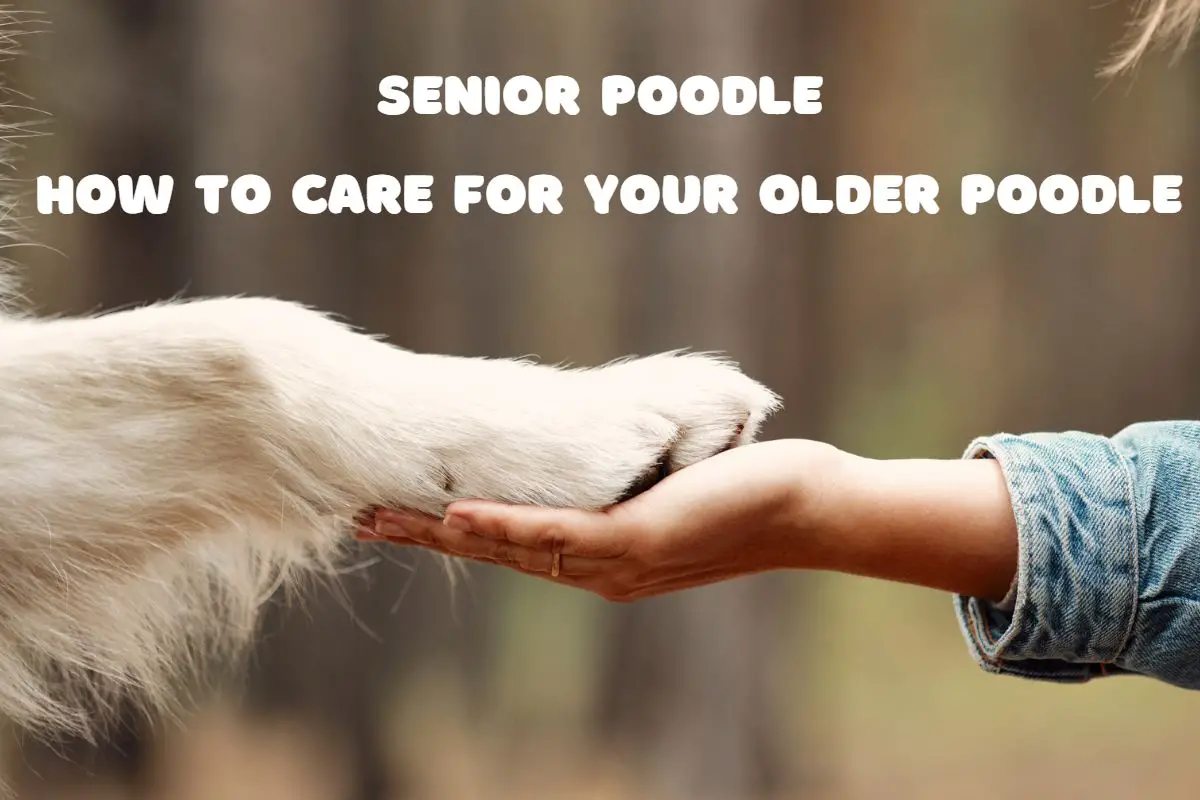 Senior Poodle: How To Care For Your Older Poodle