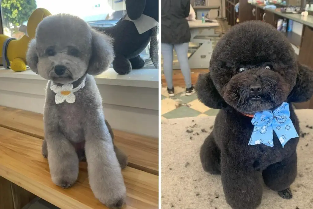 Teddy Bear Cut