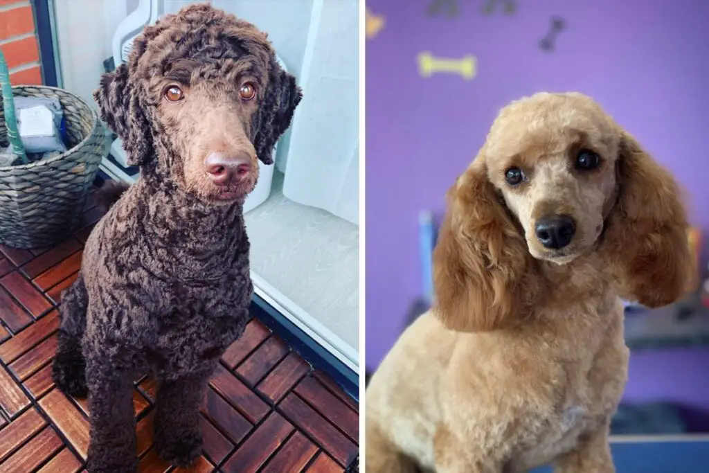 why do poodles have weird haircuts