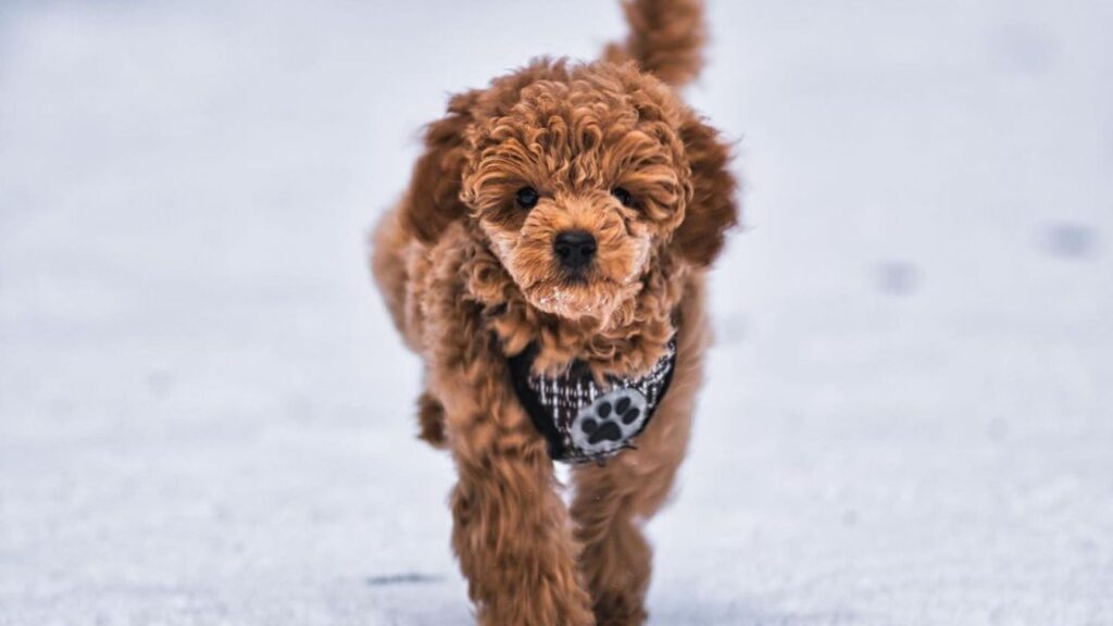 Apricot Poodle - All About This Wonderful Color