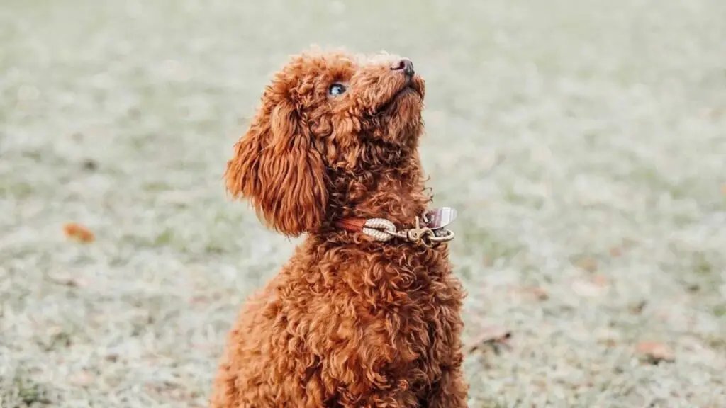 Apricot Poodle - All about this wonderful color