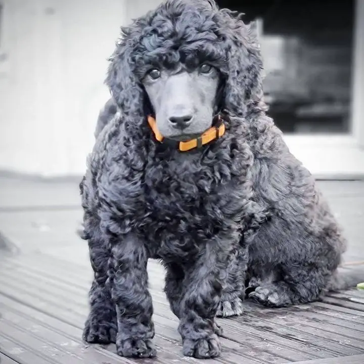 Blue Poodles - They'll Make You The Happiest Person