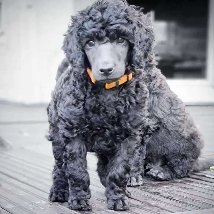 Blue Poodles: Coat Colors, Care &Amp; History