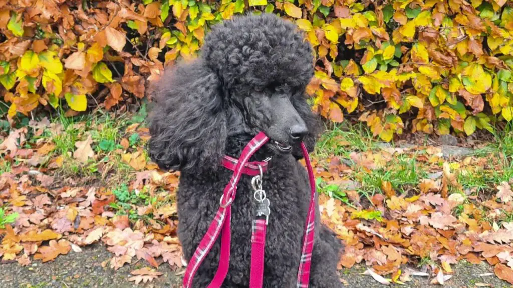 Blue Poodles: Coat Colors, Care &Amp; History