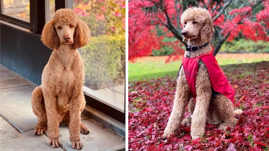Giant Royal Standard Poodles: All You Need To Know