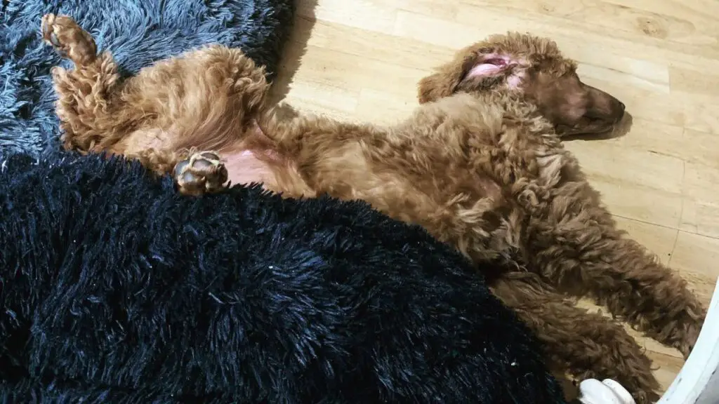 How long do poodles sleep & 4 Positions you can find them in