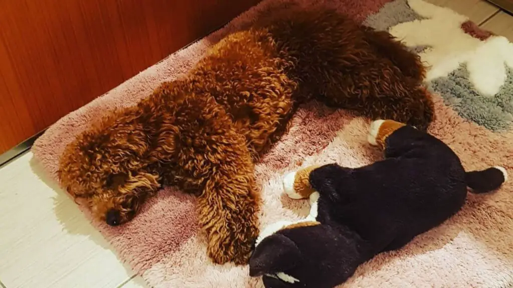 How Long Do Poodles Sleep &Amp; 4 Positions You Can Find Them In