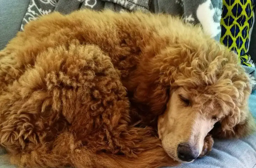 How Long Do Poodles Sleep &Amp; 4 Positions You Can Find Them In