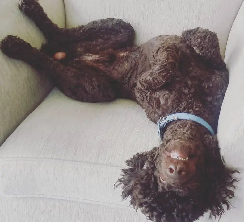 How long do poodles sleep & 4 Positions you can find them in