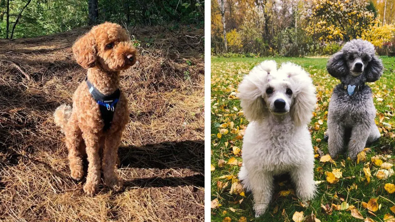 when poodle puppies stop growing