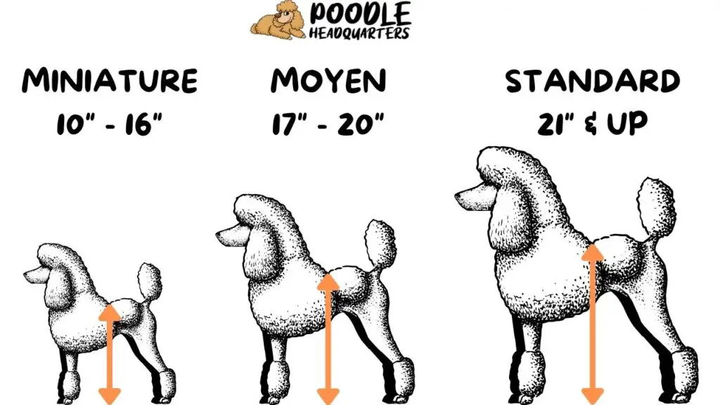 miniature poodle size chart