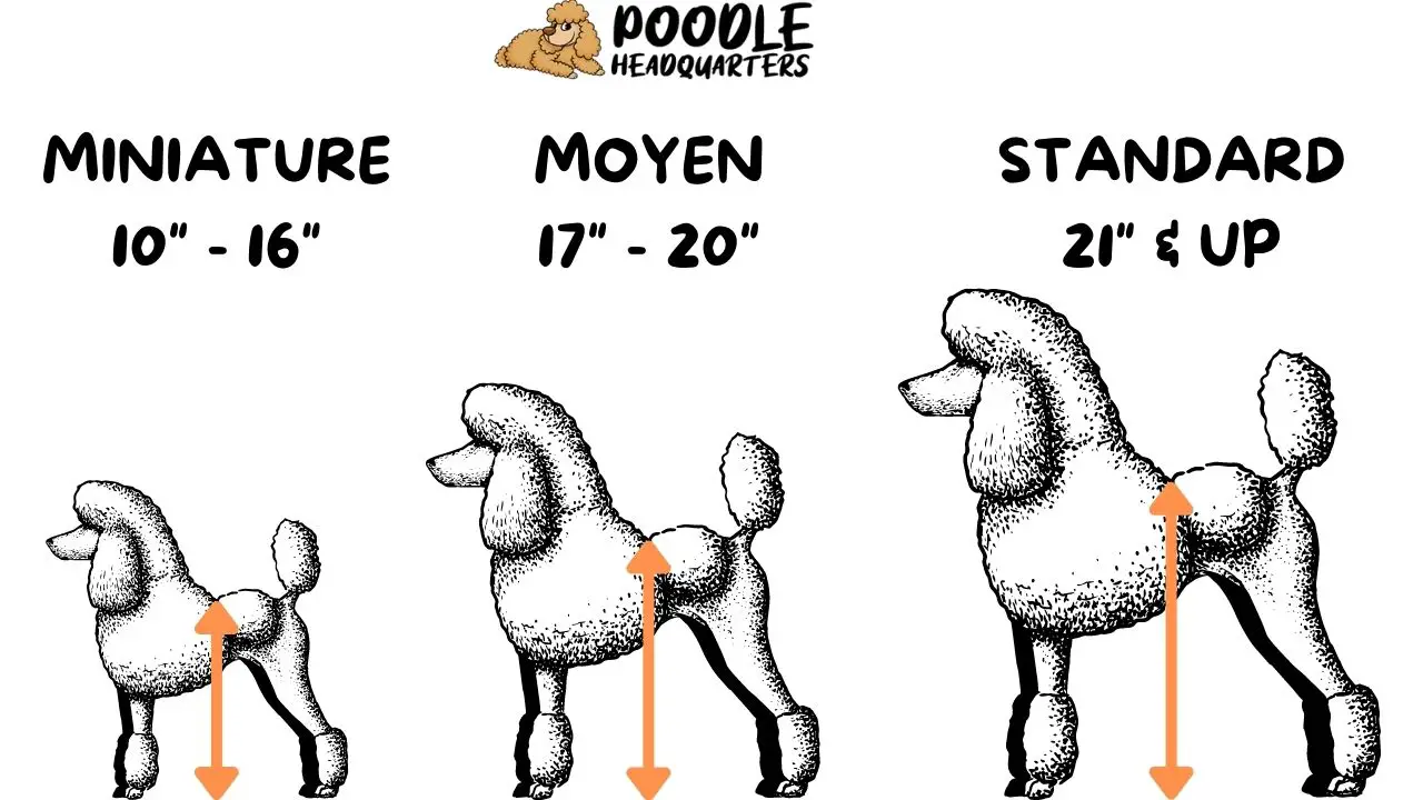 Moyen Poodle: Breed Overview, Dog Care Tips, And Photos