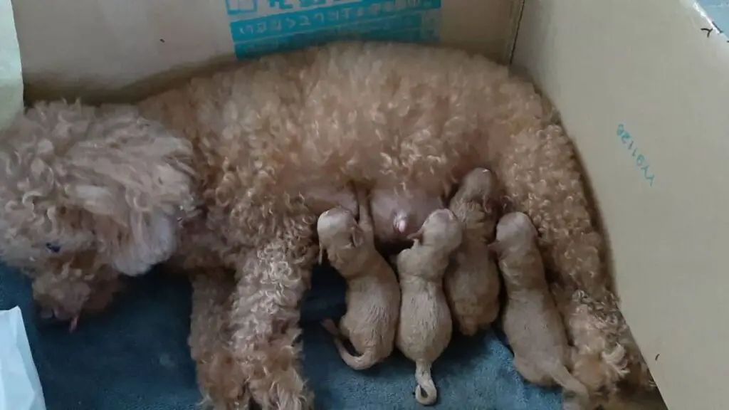 how long will a toy poodle stay pregnant