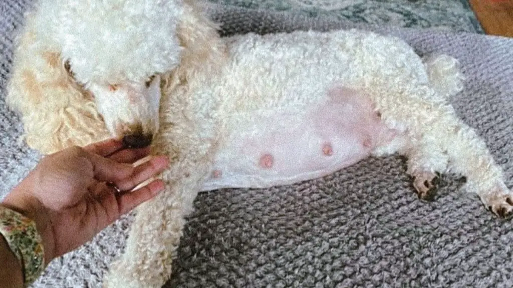 how long will a toy poodle stay pregnant