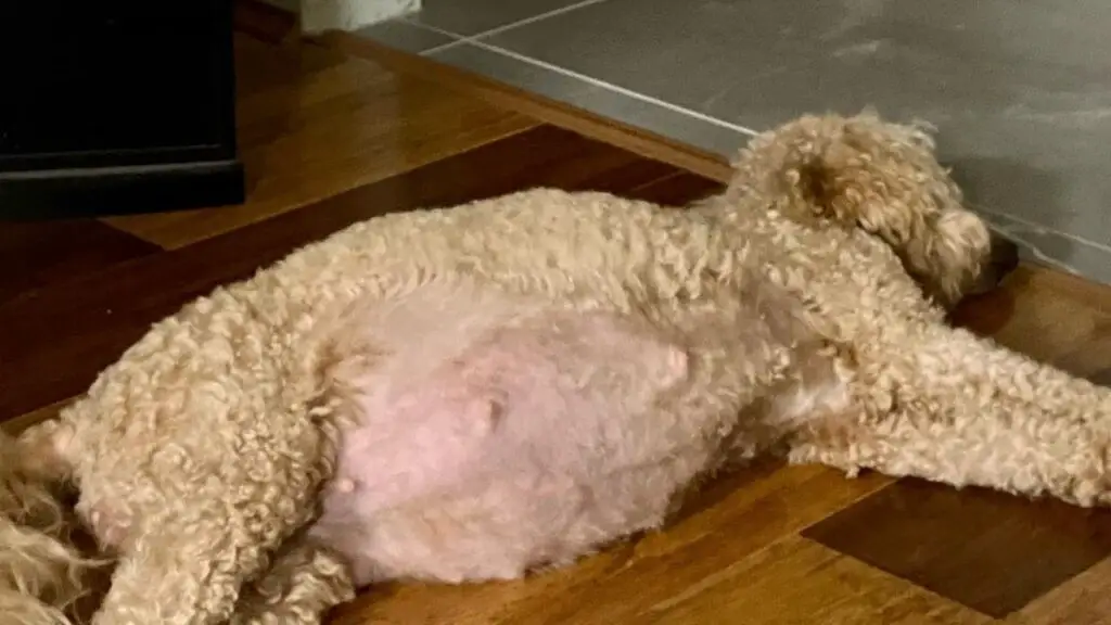 Poodle Pregnancy: All You Need To Know