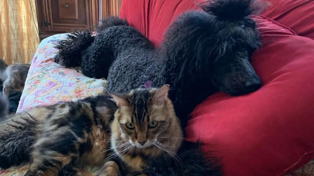 Poodles And Cats: Can They Get Along?