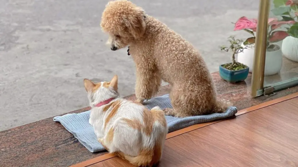 Poodles And Cats: Can They Get Along?