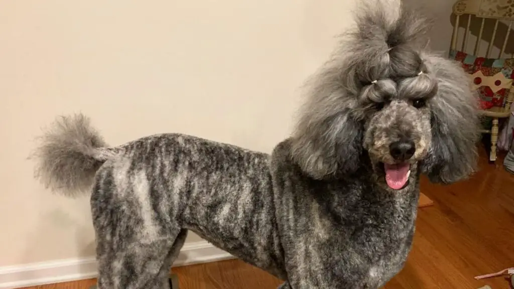 can poodles be brindle