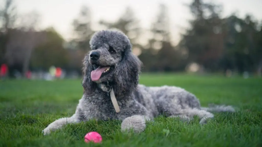 can poodles be brindle