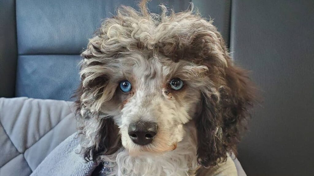The Blue-Eyed Poodle Phenomenon: Uncovering The Mystery