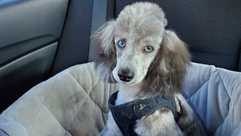 The Blue-Eyed Poodle Phenomenon: Uncovering The Mystery