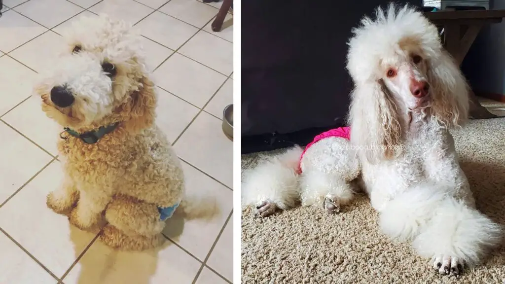 When Do Poodles Go Into Heat: What to Expect