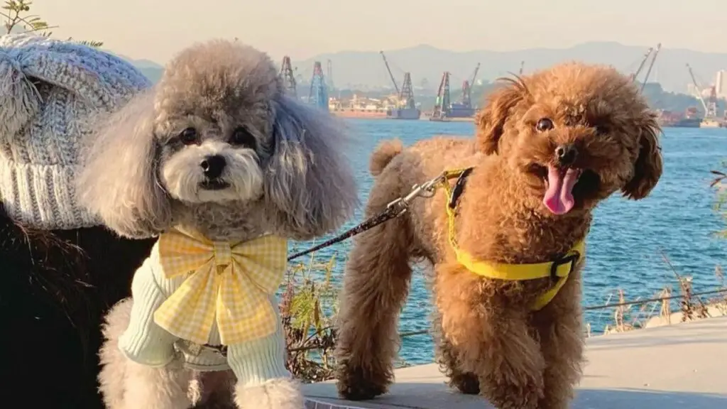 Uncover the Fascinating World of the Toy Poodle Dog Breed