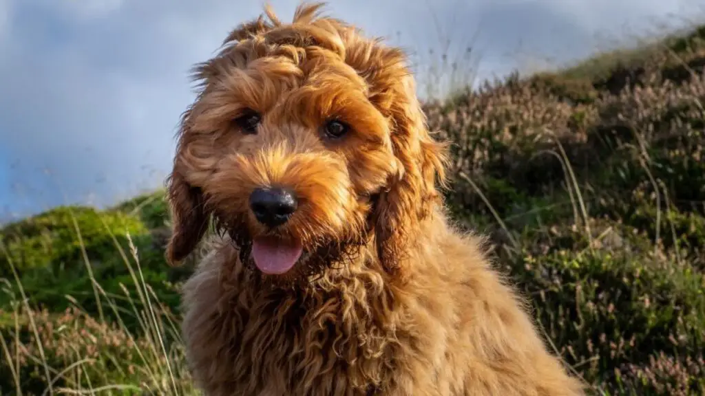 Cockapoo: Cocker Spaniel Poodle Mix