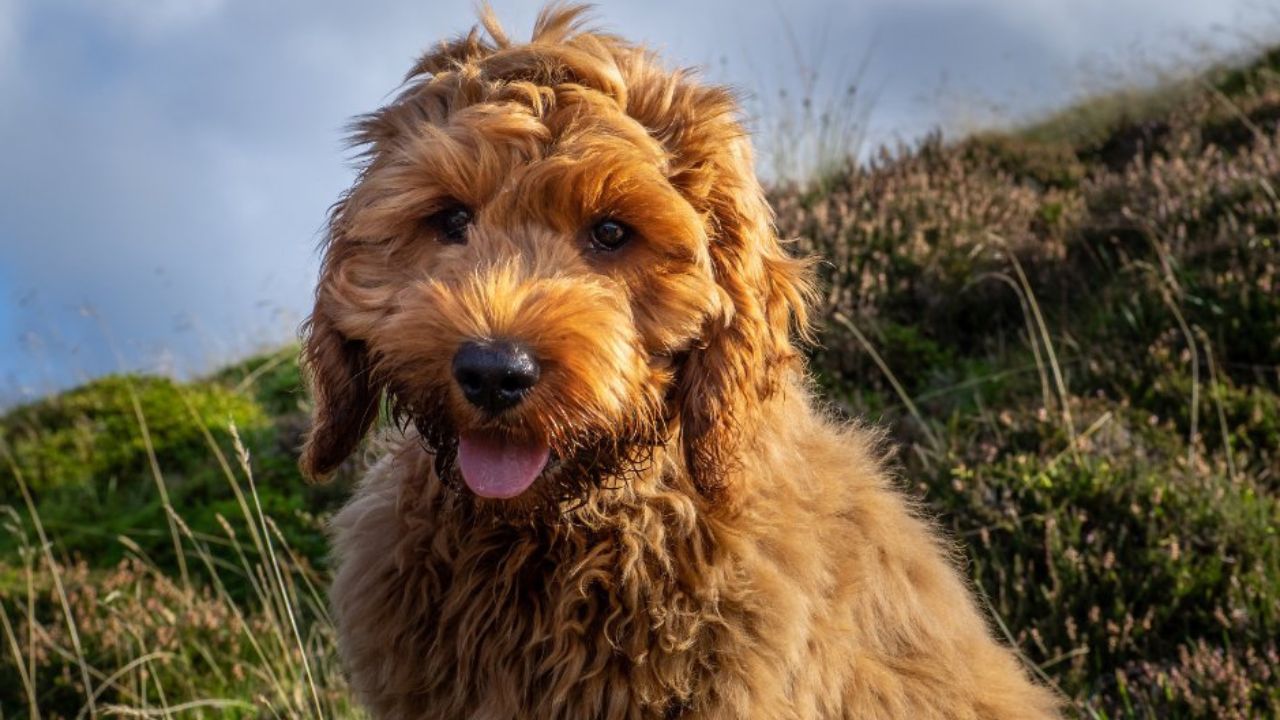 Cockapoo: Cocker Spaniel Poodle Mix | PoodleHQ