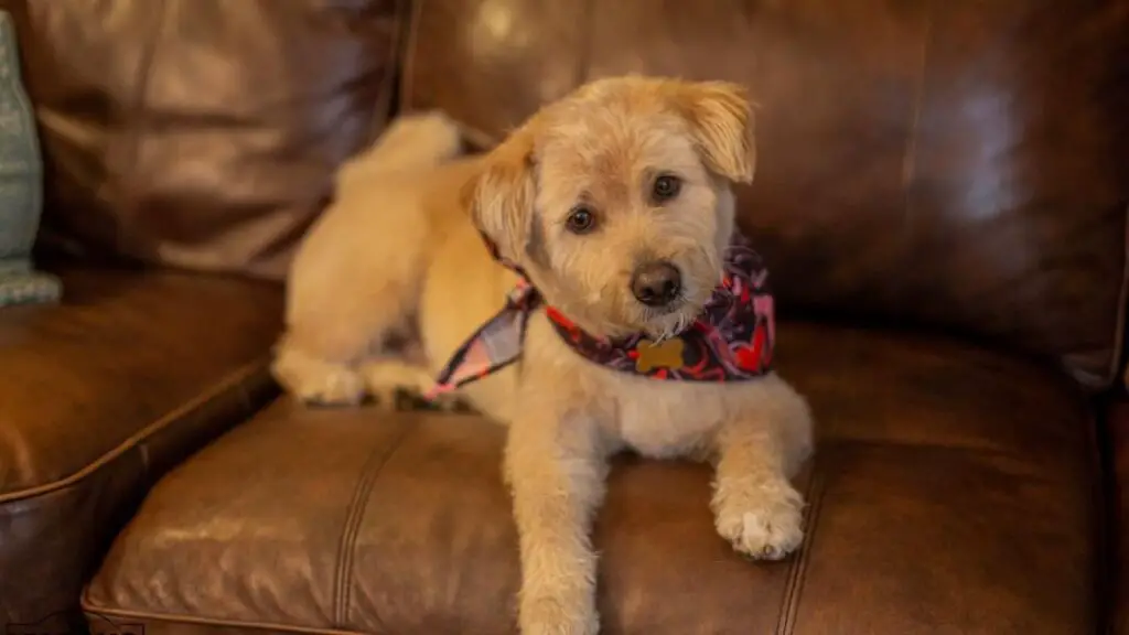 Akipoo - Akita Poodle Mix