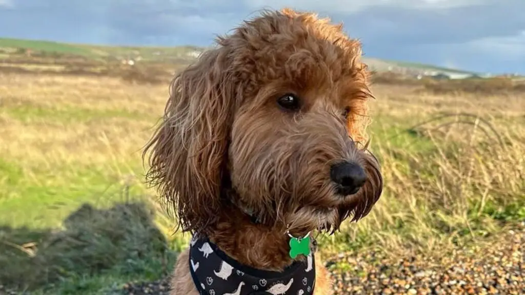 Cockapoo: Cocker Spaniel Poodle Mix