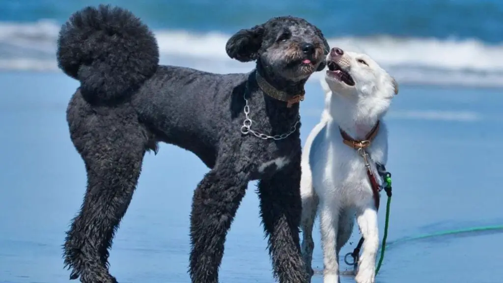 Akipoo - Akita Poodle Mix