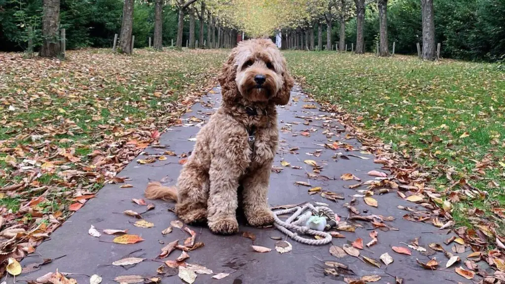 Cockapoo: Cocker Spaniel Poodle Mix