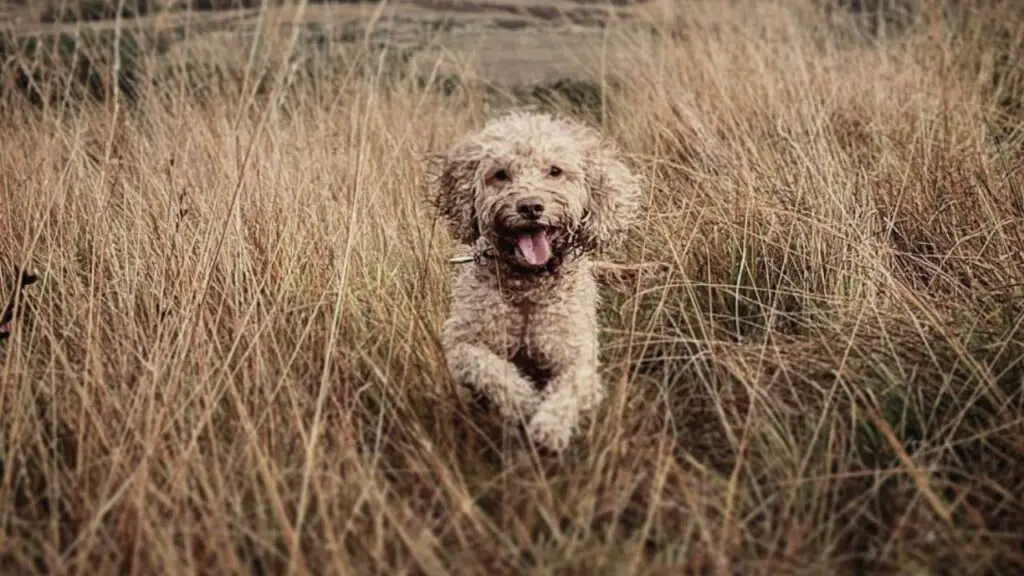 Cockapoo: Cocker Spaniel Poodle Mix