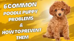 6 Common Poodle Puppy Problems & How To Prevent Them