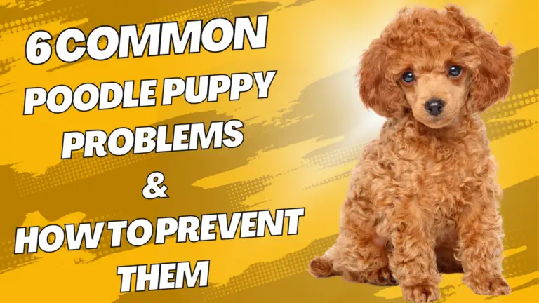 6 Common Poodle Puppy Problems &Amp;Amp; How To Prevent Them