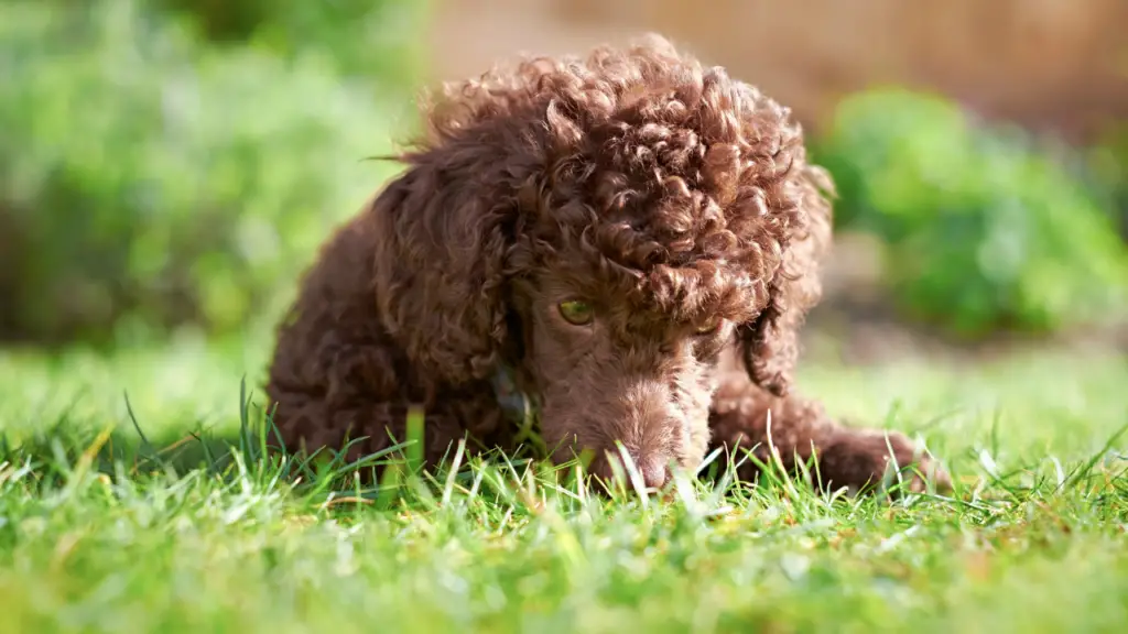 6 Common Poodle Puppy Problems &Amp; Prevention Tips