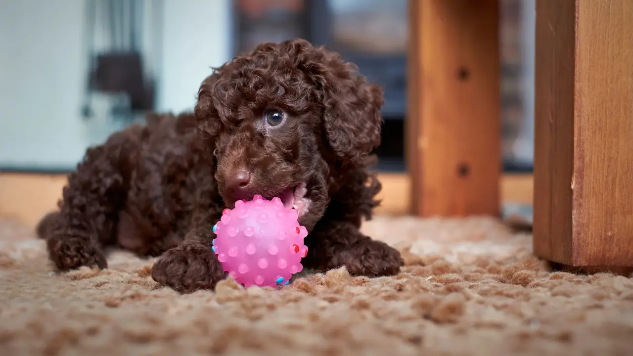 6 Common Poodle Puppy Problems & Prevention Tips