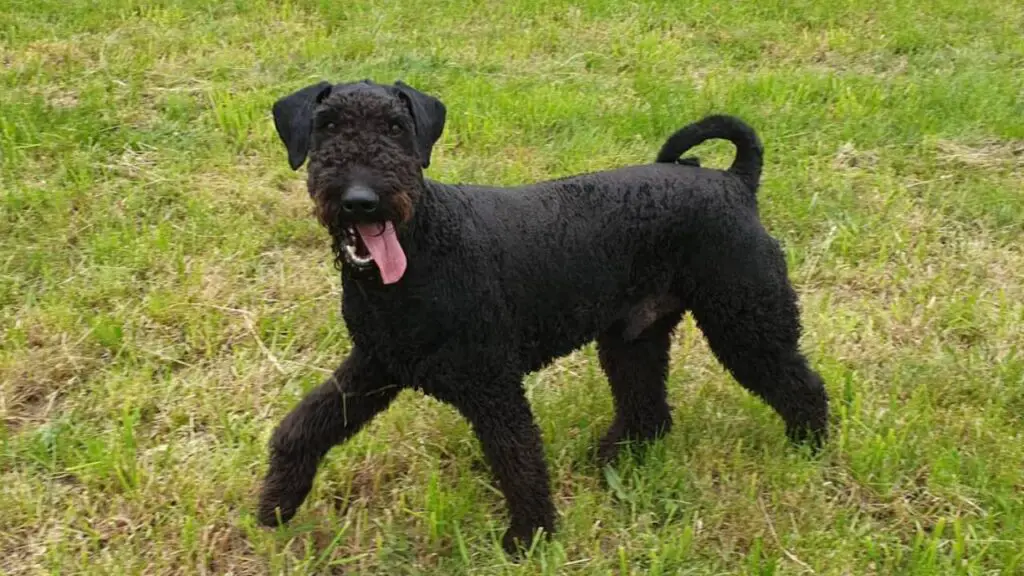 Airedoodle - Airedale Terrier Poodle Mix