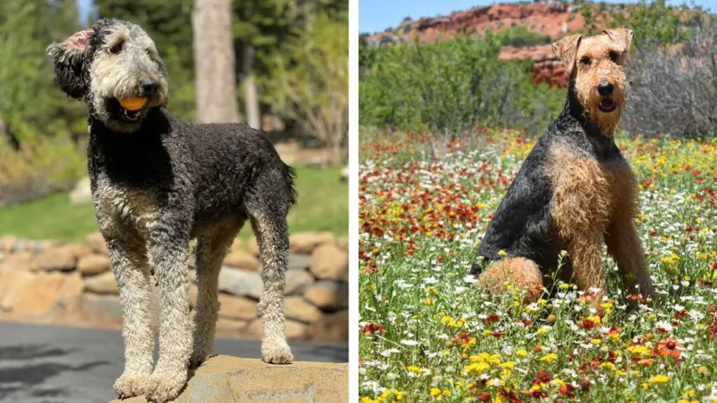 Airedoodle - Airedale Terrier Poodle Mix