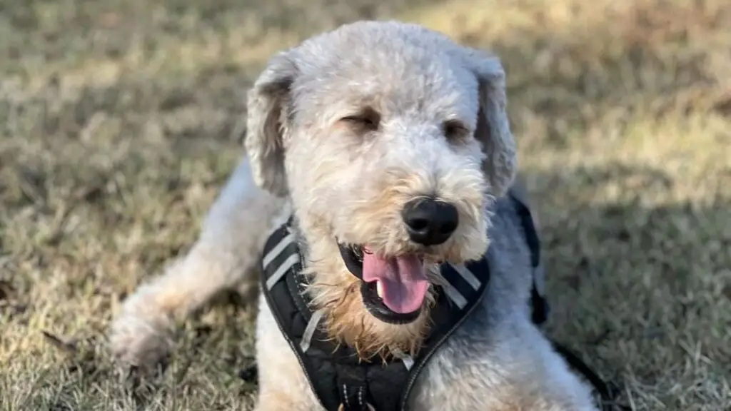 Airedoodle - Airedale Terrier Poodle Mix