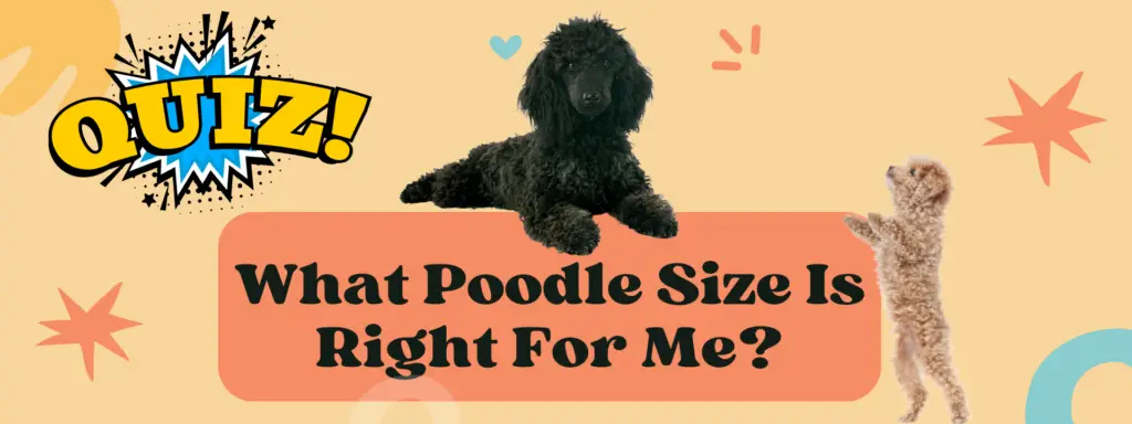 What Poodle Is Best For Me