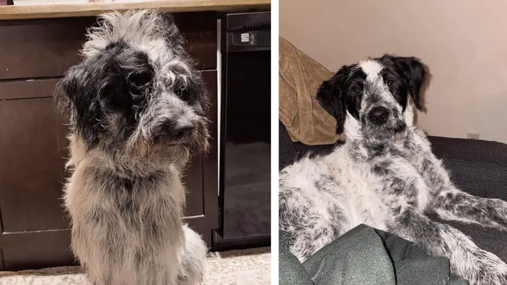 Blue Heeler (Australian Cattle Dog) Poodle Mix