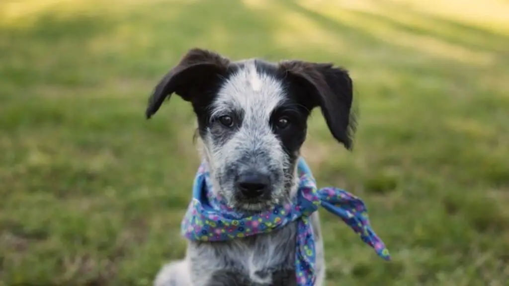 Blue Heeler (Australian Cattle Dog) Poodle Mix