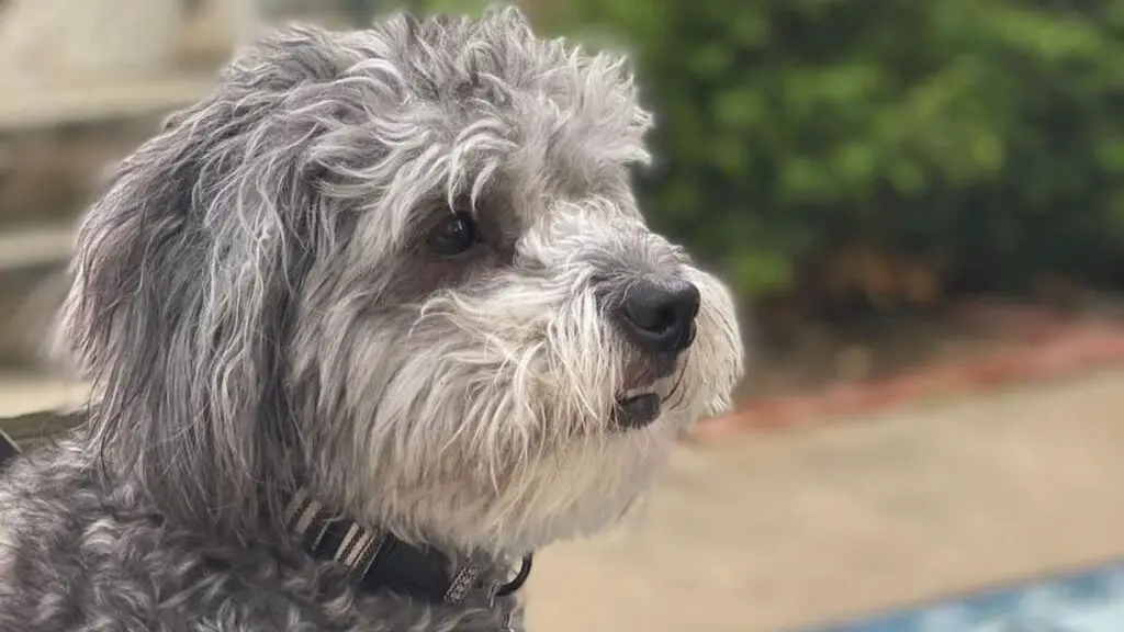 Blue Heeler (Australian Cattle Dog) Poodle Mix