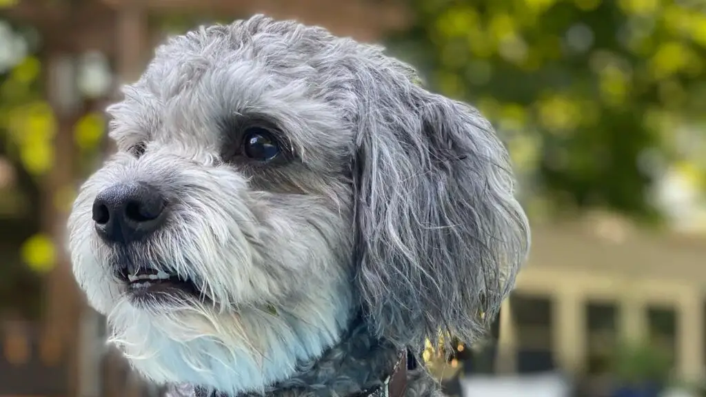 Blue Heeler (Australian Cattle Dog) Poodle Mix