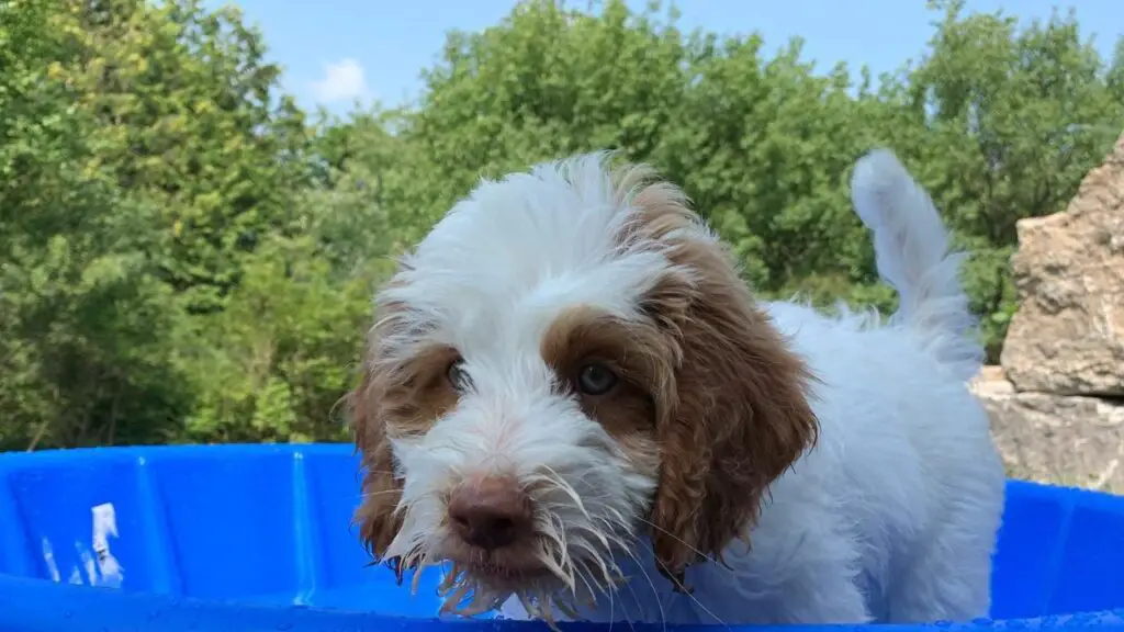 Brittnepoo - Brittany Poodle Mix