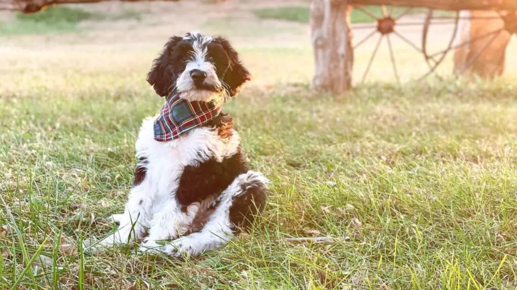 Brittnepoo - Brittany Poodle Mix