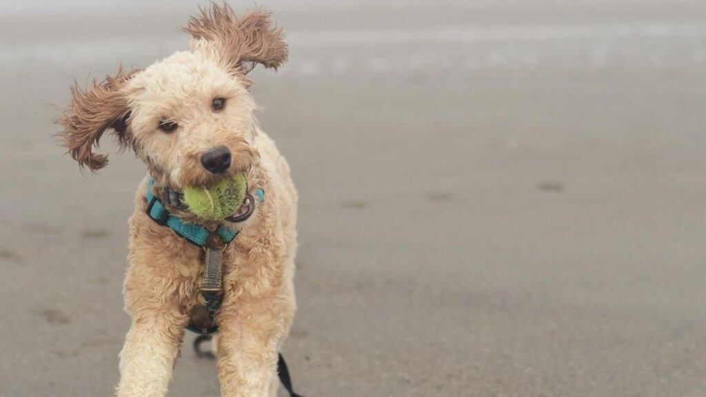 Brittnepoo - Brittany Poodle Mix